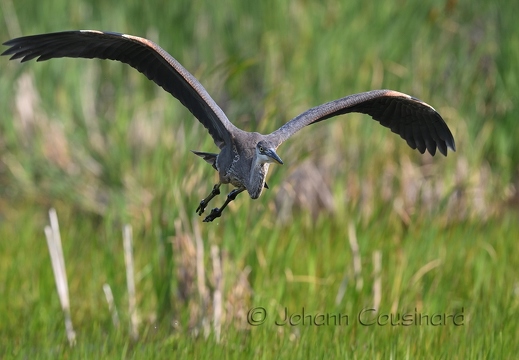 Grand héron - Ardea herodias