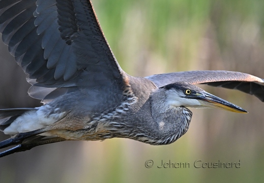 Grand héron - Ardea herodias
