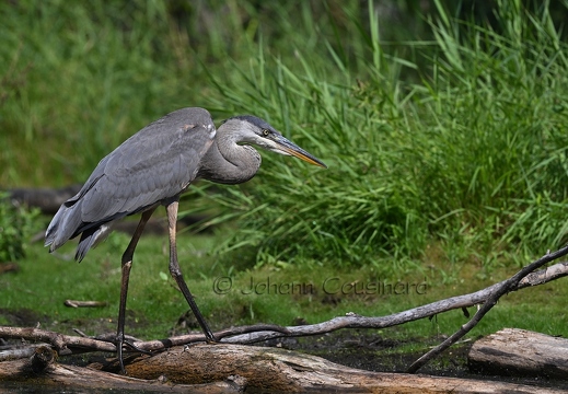 Grand héron - Ardea herodias