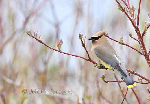 Jaseur d'Amérique - Bombycilla cedrorum