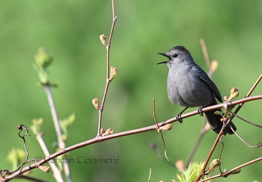 Moqueur chat - Dumetella carolinensis