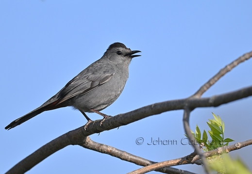 Moqueur chat - Dumetella carolinensis