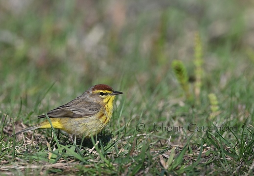 Paruline à couronne rousse - Dendroica palmarum
