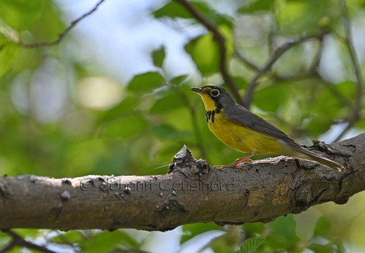 Paruline du Canada - Cardellina canadensis