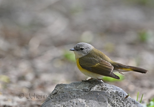 Paruline flamboyante - Setophaga ruticilla