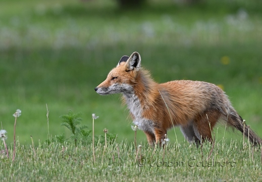 Renard roux - Vulpes vulpes