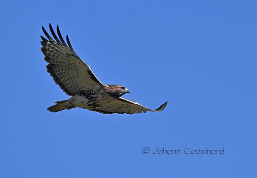 Buse à queue rousse - Buteo jamaicensis