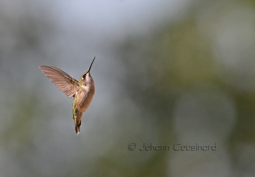 Colibri à gorge rubis - Archilochus colubris