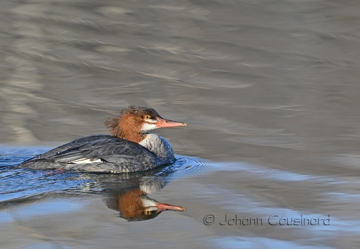 Grand harle - Mergus merganser