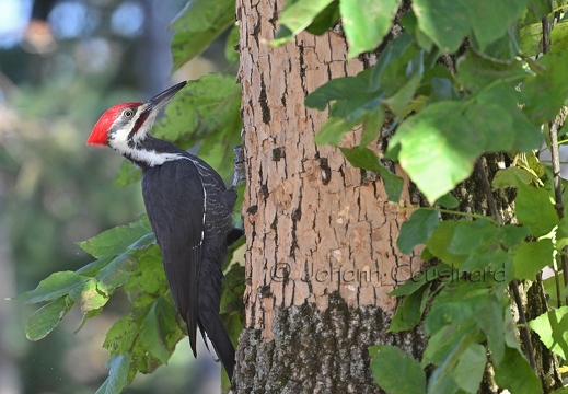 Grand pic - Dryocopus pileatus