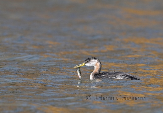 Grèbe jougris - Podiceps grisegena