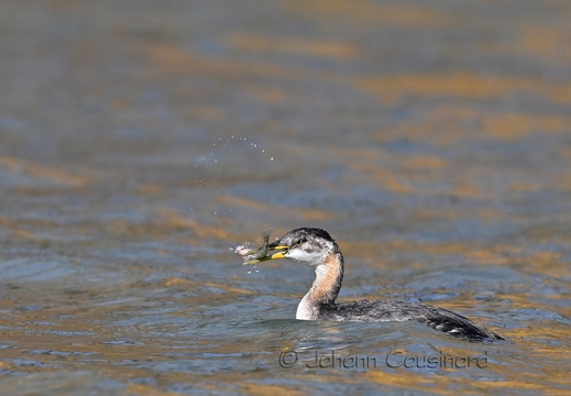 Grèbe jougris - Podiceps grisegena