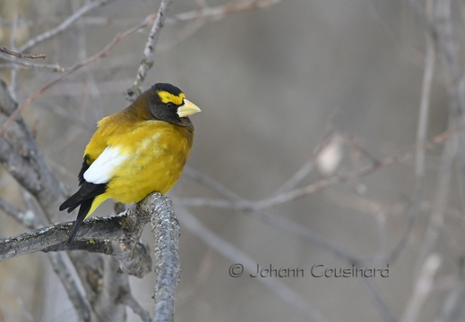 Gros-bec errant - Coccothraustes vespertinus