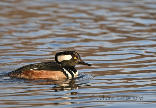 Harle couronné - Lophodytes cucullatus