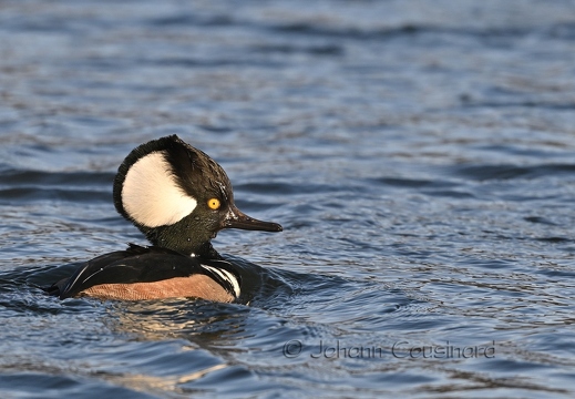 Harle couronné - Lophodytes cucullatus