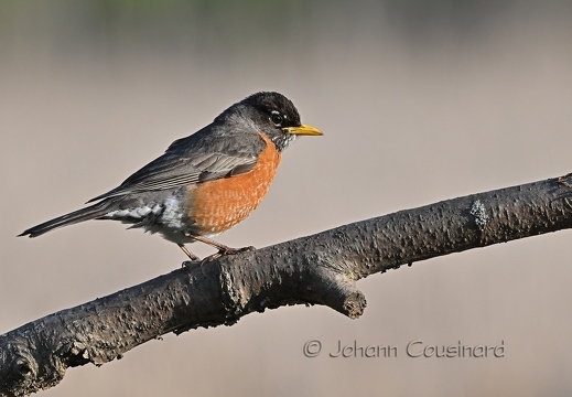 Merle d'Amérique - Turdus migratorius