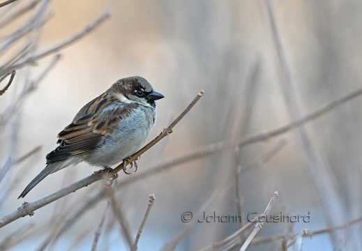 Moineau domestique - Passer domesticus