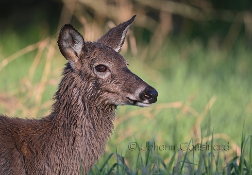 Cerf de Virginie - Odocoileus virginianus