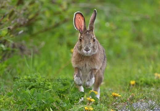 Lièvre d'Amérique - Lepus americanus