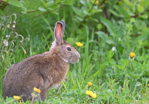 Lièvre d'Amérique - Lepus americanus