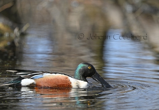 Canard souchet - Anas clypeata