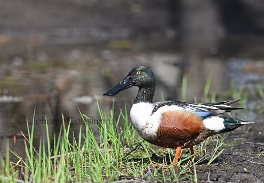 Canard souchet - Anas clypeata