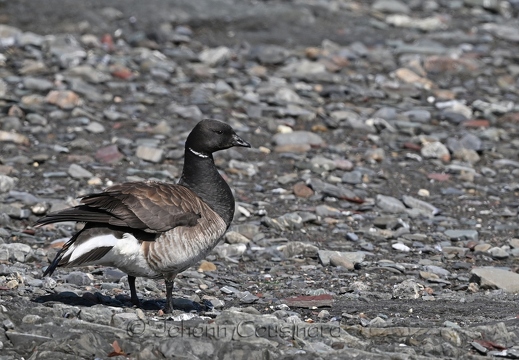 Bernache cravant - Branta bernicla
