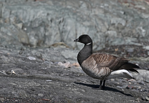 Bernache cravant - Branta bernicla