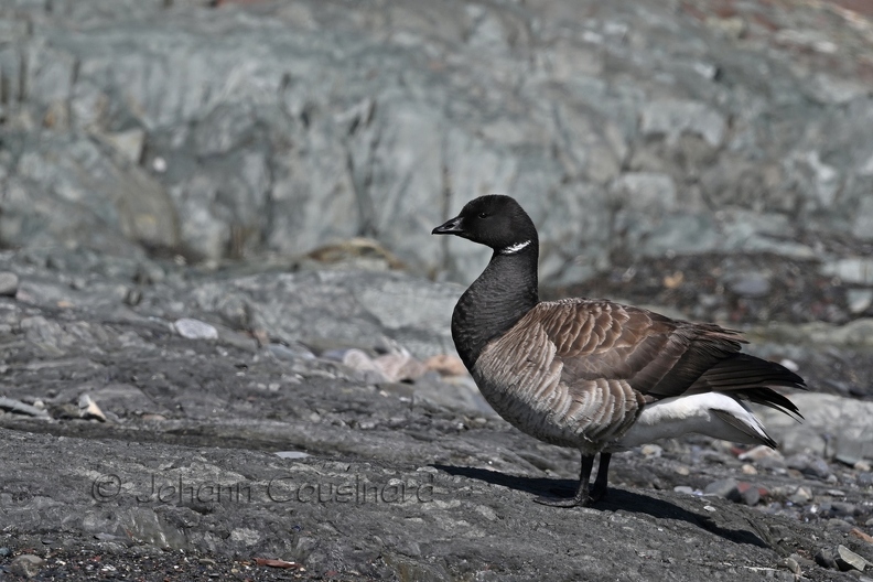 Bernache cravant - Branta bernicla DSO_3847.jpg