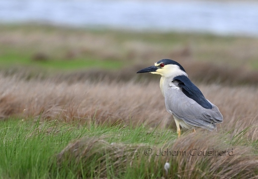 Bihoreau gris - Nycticorax Nycticorax