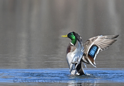 Canard colvert - Anas platyrhynchos