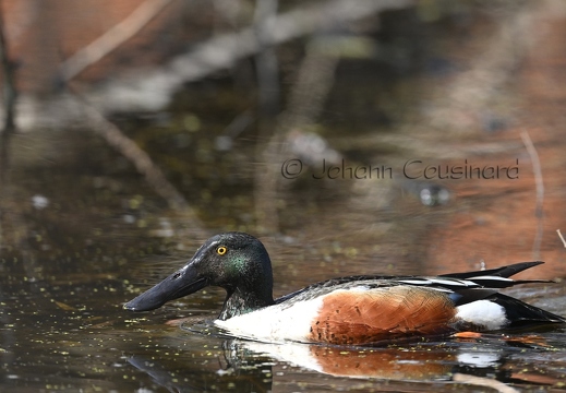 Canard souchet - Anas clypeata