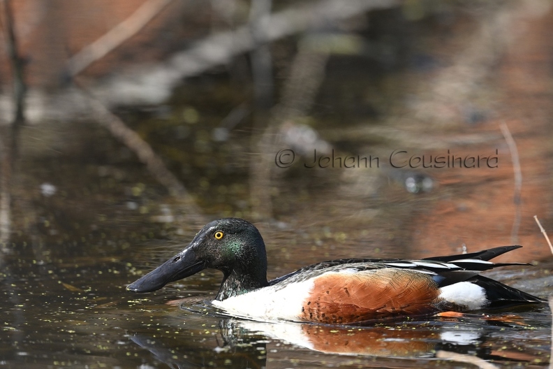 Canard souchet - Anas clypeata DSN_6905.jpg