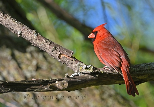 Cardinal rouge - Cardinalis cardinalis