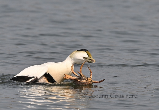 Eider à duvet - Somateria mollissima