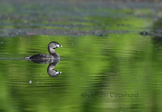 Grèbe à bec bigarré - Podilymbus podiceps