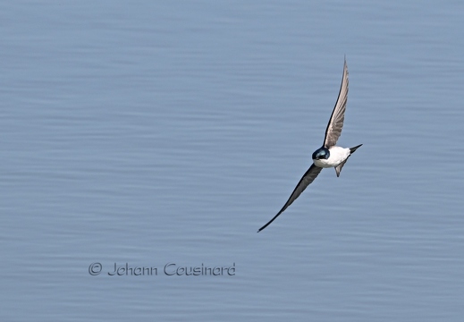 Hirondelle bicolore - Trachycineta bicolor