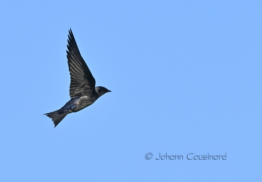 Hirondelle noire - Progne subis