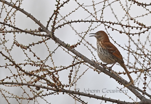 Moqueur roux - Toxostoma rufum