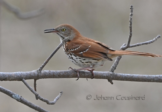 Moqueur roux - Toxostoma rufum