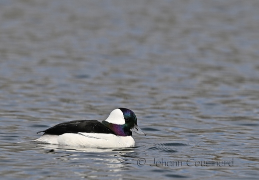 Petit garrot - Bucephala albeola