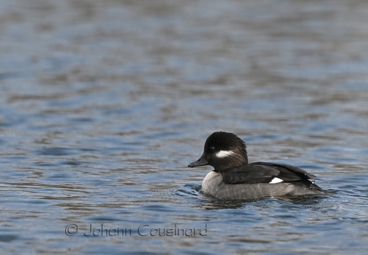 Petit garrot - Bucephala albeola