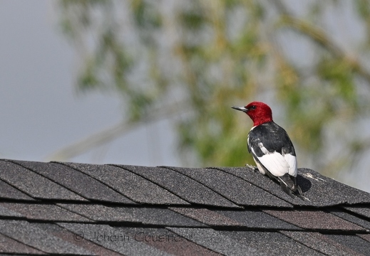 Pic à tête rouge - Melanerpes erythrocephalus