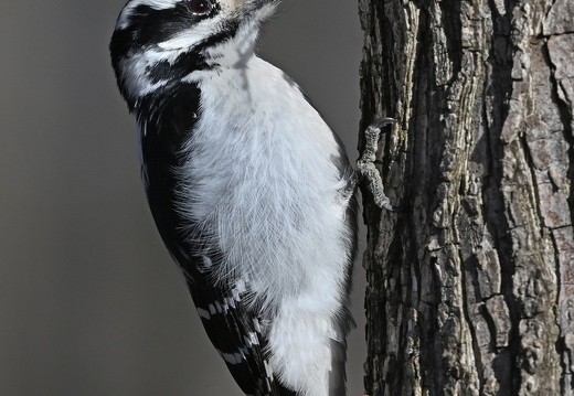 Pic chevelu - Picoides villosus