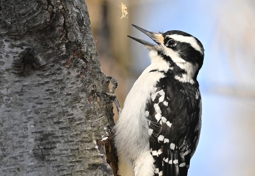 Pic chevelu - Picoides villosus