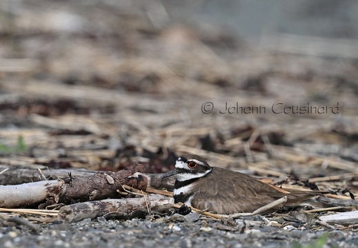 Pluvier kildir - Charadrius vociferus