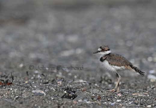 Pluvier kildir - Charadrius vociferus