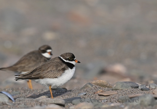 Pluvier semipalmé - Charadrius semipalmatus