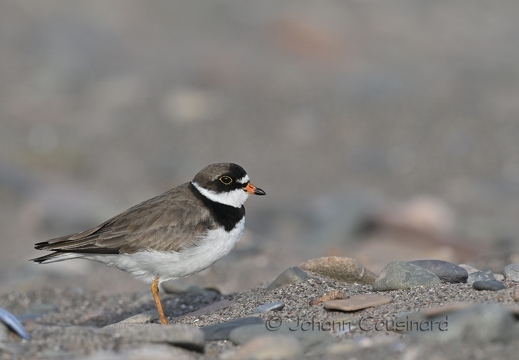 Pluvier semipalmé - Charadrius semipalmatus