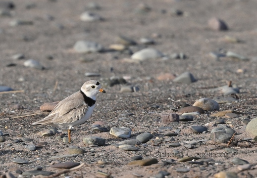 Pluvier siffleur - Charadrius melodus